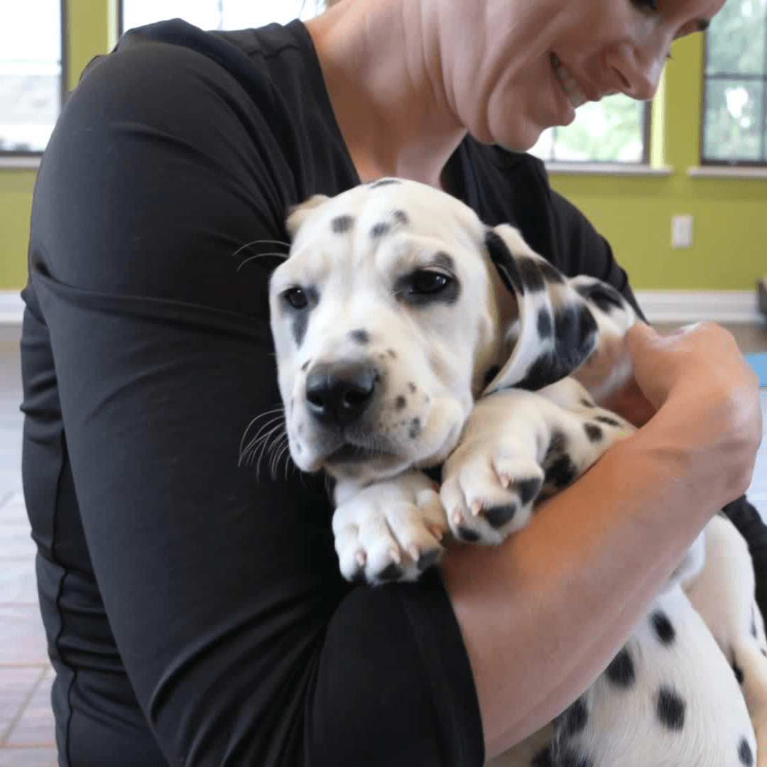 Puppy yoga class